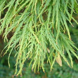 acer palmatum dissectum viridis